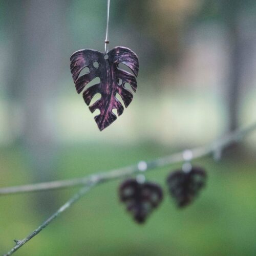 Monstera jewel